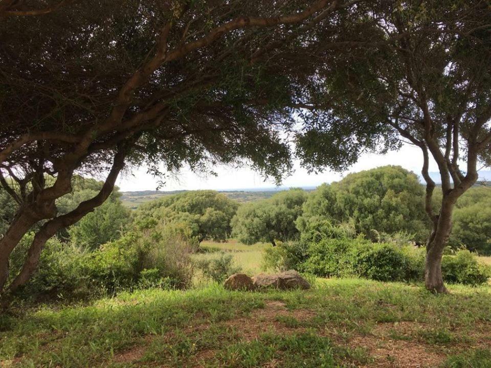 Gli Olivastri Con Piscina,Solarium, Vista Mare ,Sole -Mare E Tanta Natura ,Climatizzatore,Wifi Aglientu Exterior foto
